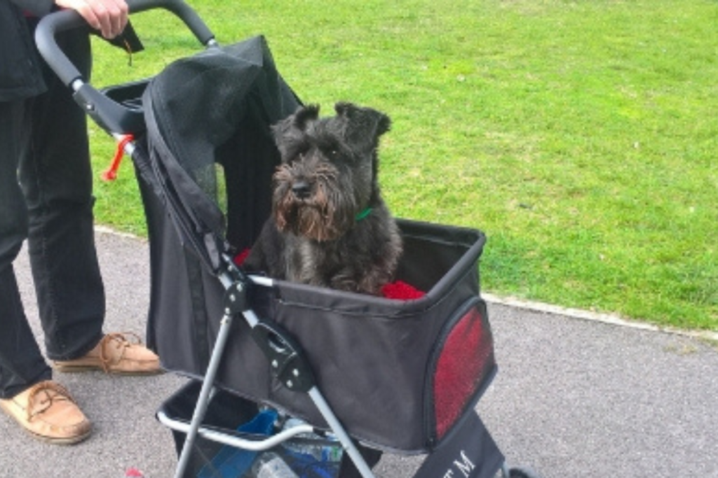 How to Measure Your Dog to Help You Select a Proper Stroller