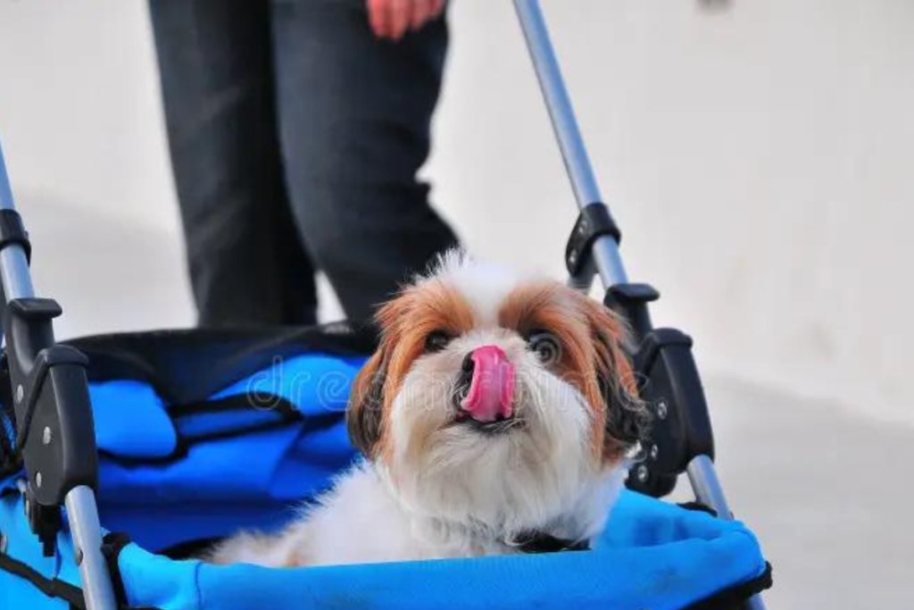 Factors to Keep in Mind When Choosing a Dog Stroller