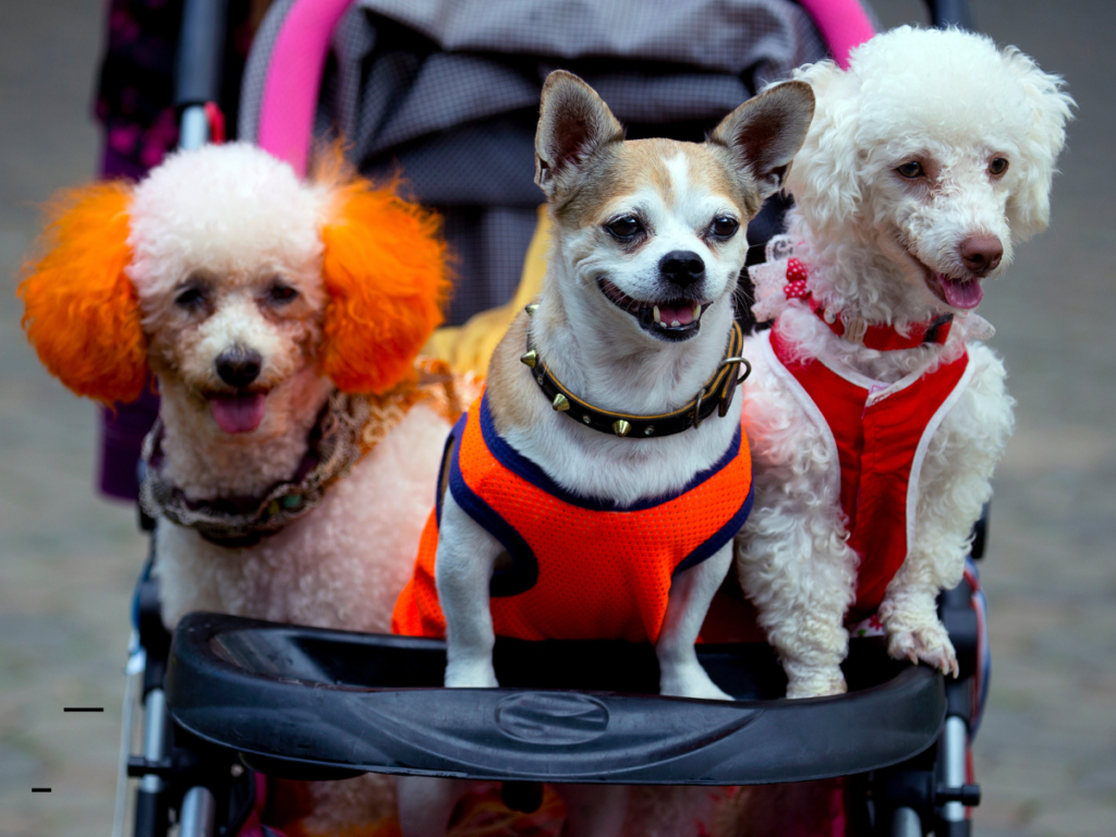 Health Benefits of Dog Strollers